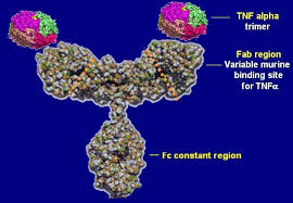 Biological Therapy For Inflammatory Bowel Disease Wikipedia