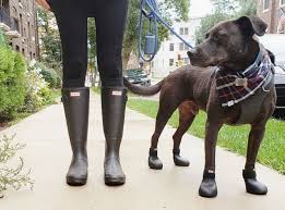 Just pay attention to how your dog reacts in them—if they're too tight, they these boots are shorter than others tested, which makes it easier for debris to get trapped in the top. Step Up Your Spring Dog Walk With These 5 Must Haves This Dogs Life