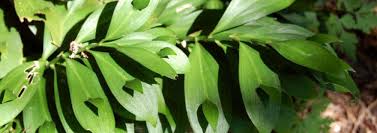 Maybe you would like to learn more about one of these? Ruscus Species Butcher S Broom Ruscus Hypoglossum