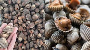 Cara membuat pecel lele sambal terasi 3 Tips Mudah Pilih Kerang Segar Tak Berbau Sinaran Wanita
