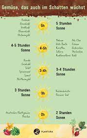 Diese 43 pflanzen werfen auch im schatten eine dicke ernte ab. Gemuse Fur Den Schatten Unsere Top 10 Ubersicht Plantura Schattenbeet Gemuse Anbauen Melonen Anbauen