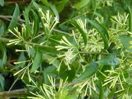 Image result for Cestrum nocturnum