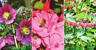 Full sun deer resistant perennial flowers. 46 Deer Resistant Plants To Keep Your Garden Safe