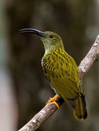 Birds That Start With A C Pin On Birds