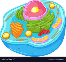 We did not find results for: Animal Cell Illustration Download Illustration 2020
