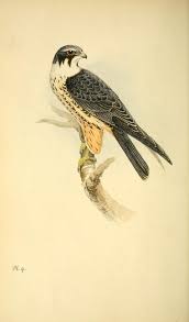 Birds And Their Eggs Pictures V 1 1842 Coloured Illustrations Of British Birds And Their Eggs Biodiversity Heritage Library Birds In 2019 Birds Bird Of Prey Tattoo Bird Illustration