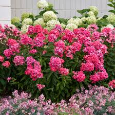 Perennial phloxes are also represented by such species as garden phlox, blooming in the middle of summer. Phlox Paniculata Glamour Girl Pp25778 Walters Gardens Inc
