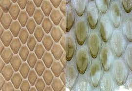 Maybe you would like to learn more about one of these? Life Is Short But Snakes Are Long Identifying Snake Sheds Part Iii