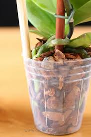 One of the most important things to learn about how to repot an orchid is that they are very sensitive when it comes to bacteria and germs. Everything You Need To Know To Repot An Orchid