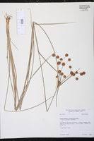 Image result for Rhynchospora holoschoenoides