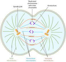Mitosis Learn Science At Scitable