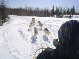 Chien de traineaux schnepfenried / manouk evasion balade en chiens de traineau comivi / caresses à volonté pour les chiens !. 6 Endroits Ou Faire Un Tour De Traineau A Chiens Au Quebec