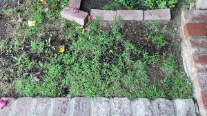 Once the grass seedlings are a couple inches tall, or have become root bound in the cell, it is time to plant outside. Bird Netting For Grass Seeds Youtube