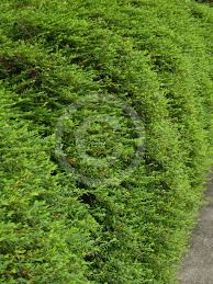 Image result for Phyllanthus taylorianus