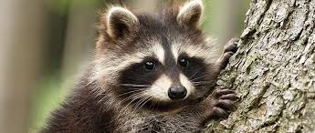 Check spelling or type a new query. Biah S Commitment To Eliminate Rabies In The U S Today S Veterinary Practice