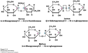 Glycosidic Bonds Between Monosaccharides Give Rise To Oligosaccharides And Polysaccharides The Simplest Oligosacchar Chemistry Chemical Structure Biochemistry