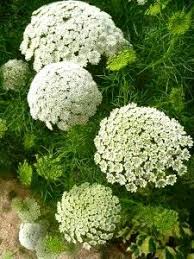 Ammi Visnaga White Flowers Plants Flower Garden