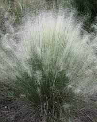 Check spelling or type a new query. Dig Deeper Into Muhly Grasses The Genus Muhlenbergia