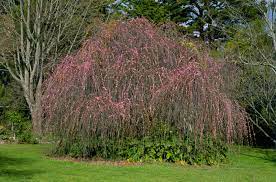 Full sun lots and lots of white flowers in spring. 19 Best Types Of Weeping Trees