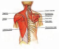 Neck muscles help support the cervical spine and contribute to movements of the head, neck, upper back, and posterior longitudinal ligament (pll). Muscle Knots In Your Back And Neck Elements Chiropractic Clinic