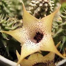 Image result for Huernia levyi