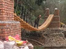 Image result for Cirsium  buchwaldii