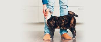 Shop walmartpetrx for huge savings. Misuse Of Pet Opioids Veternarians And The Opioid Crisis