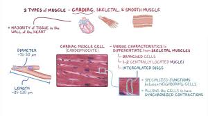 The renal calyces are chambers of the kidney through which urine passes. Cardiac Muscle Histology Video Explanation Osmosis