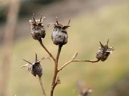 Image result for Deutzia scabra