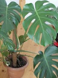 Monstera Fensterblatt Pflanzenfreunde Com