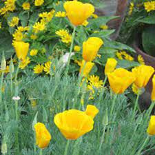 Maybe you would like to learn more about one of these? Seasonal Flowers à¤® à¤¸à¤® à¤« à¤² In Kolkata Burdwan Eco Garden Id 4859559012