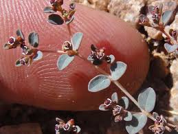 Image result for Euphorbia granulata