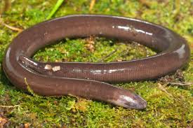 More images for haiwan memasukkan anggota badan » Caecilians Amfibia Seperti Ular