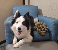 3 weeks ago we got our beautiful boy Joey. He is honestly the best behaved  puppy I have ever known! He was 16 weeks old yesterday and since the day we  have