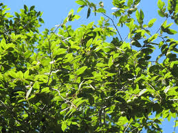 Image result for Pteleopsis anisoptera