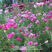 Godetia Clarkia Amoena Garden Org Chinese godetia amoena flower seedslatin name: godetia clarkia amoena garden org