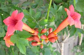 365 days flowers that bloom all year round in india. 20 Permanent Flowering Plants In India That Live All Year Perennials
