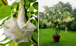 The simple leaves can be toothed or entire and are alternately arranged along the stems. Brugmansia Datura Angel S Trumpet Garden Plants Online