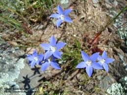 Image result for Wahlenbergia
