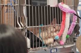 City of san bernardino pro. Animal Shelters Closed Across La County Amid Coronavirus Outbreak Daily News