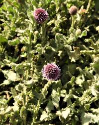 Image result for Sphaeranthus chandleri