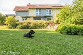 Freistehendes Ferienhaus 3000m Eingezauntem Grundstuck Und See Sauna Ferienhaus Beim Viechdoktor In Crailsheim Baden Wur Ferienhaus Ferien Ferien Mit Hund