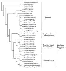 Image result for Otiophora