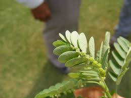 Image result for Phyllanthus fraternus