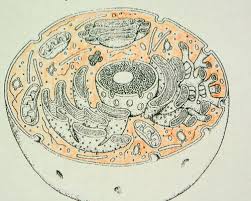 Animal cell flip book answer key. Animal Cell Parts With Pictures Flashcards Quizlet