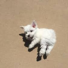 Pin On Dogs