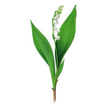 Vines seem to love the hotter months and may do well in hotter climates. Stickers Brin De Muguet France Stickers