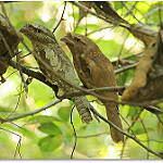 Lift your spirits with funny jokes, trending memes, entertaining gifs, inspiring stories, viral videos, and so much. Large Frogmouth Bird Photo Call And Song Batrachostomus Auritus Podargus Auritus