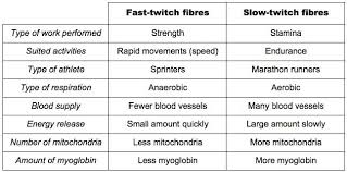 Fast Vs Slow Twitch Muscle Fibers Mcat Pinterest