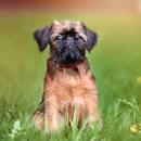National Brussels Griffon Rescue, Inc.